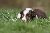 BORDER COLLIE 830